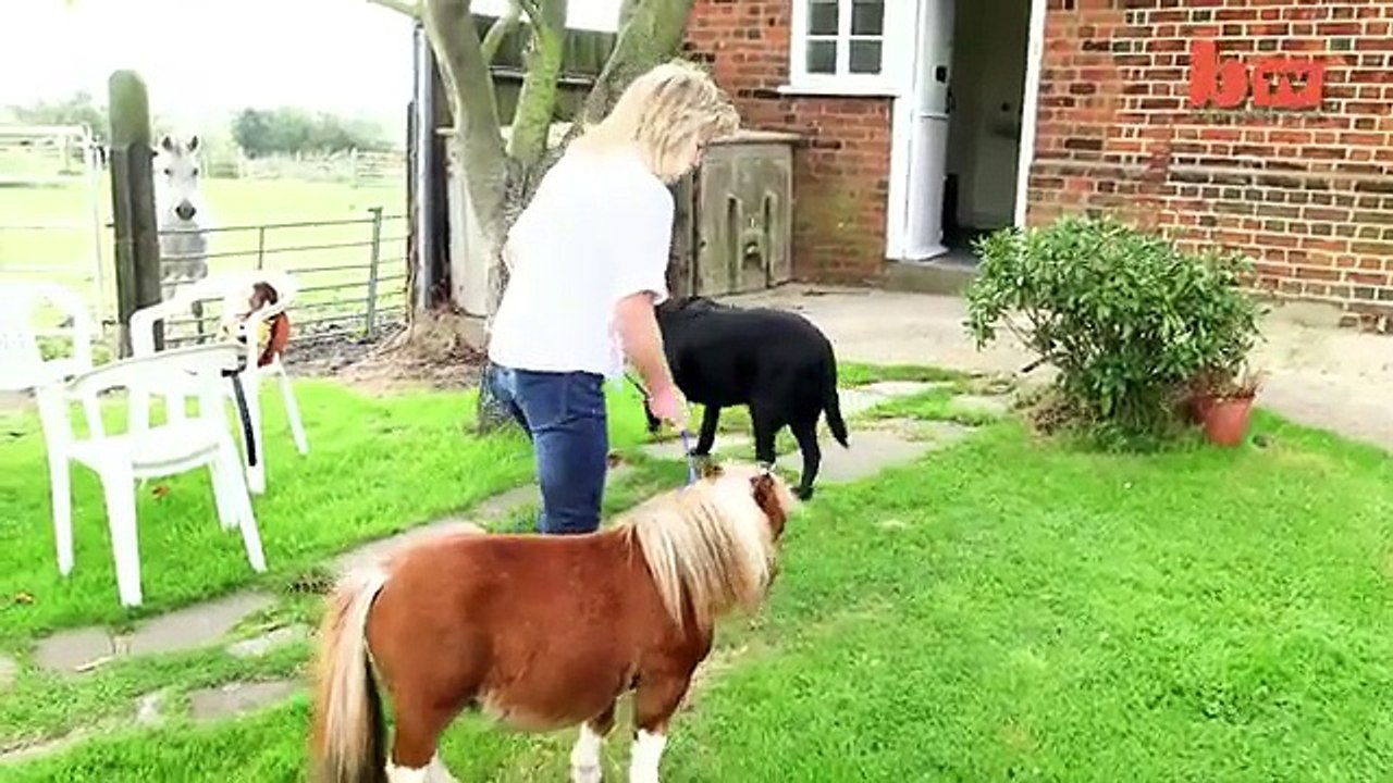 Tiny Horse Cute Ste