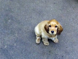 114_0247 Portée E'LEIKA de la Petite Pinochère x Gump of Merrily