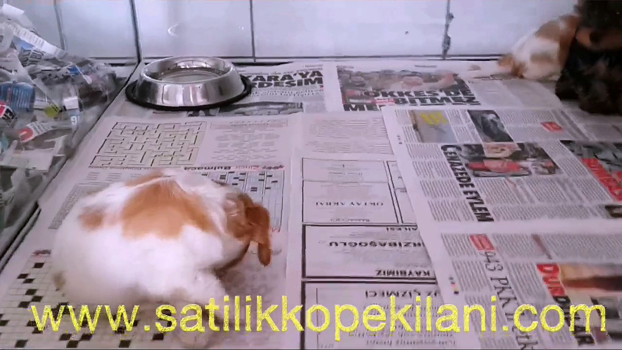 cavalier king charles yavruları 05412625853