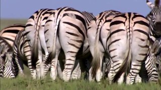 The Great Zebra Migration(full documentary)HD