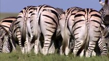 The Great Zebra Migration(full documentary)HD