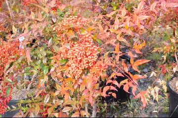 These are Nandina Domestica Shrubs with Berries   215 651 8329