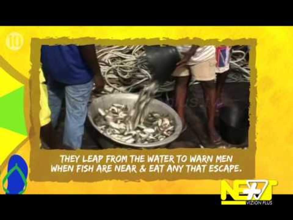 Next - Crazy / Top10 / Tech - 24 Qershor 2014 - Show - Vizion Plus