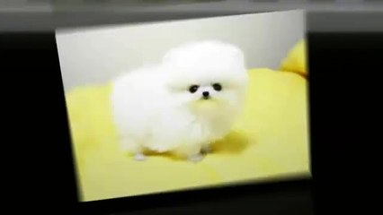 Teacup Puppies For Sale