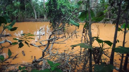 Lama atinge ponto fixo de desova das tartarugas-gigantes no Brasil