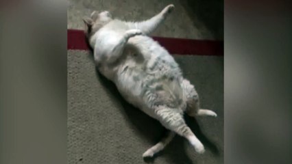 Fat Cat Struggles To Get Up