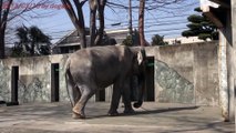 Un éléphant enfermé dans un zoo depuis 61 ans au japon