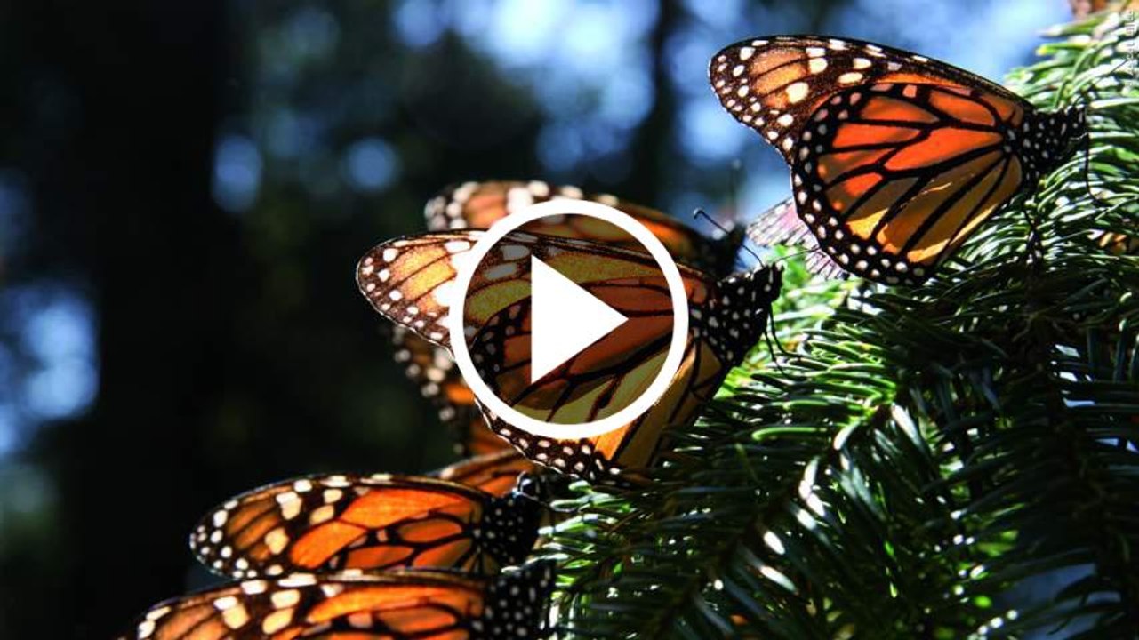 Flug Der Schmetterlinge Trailer