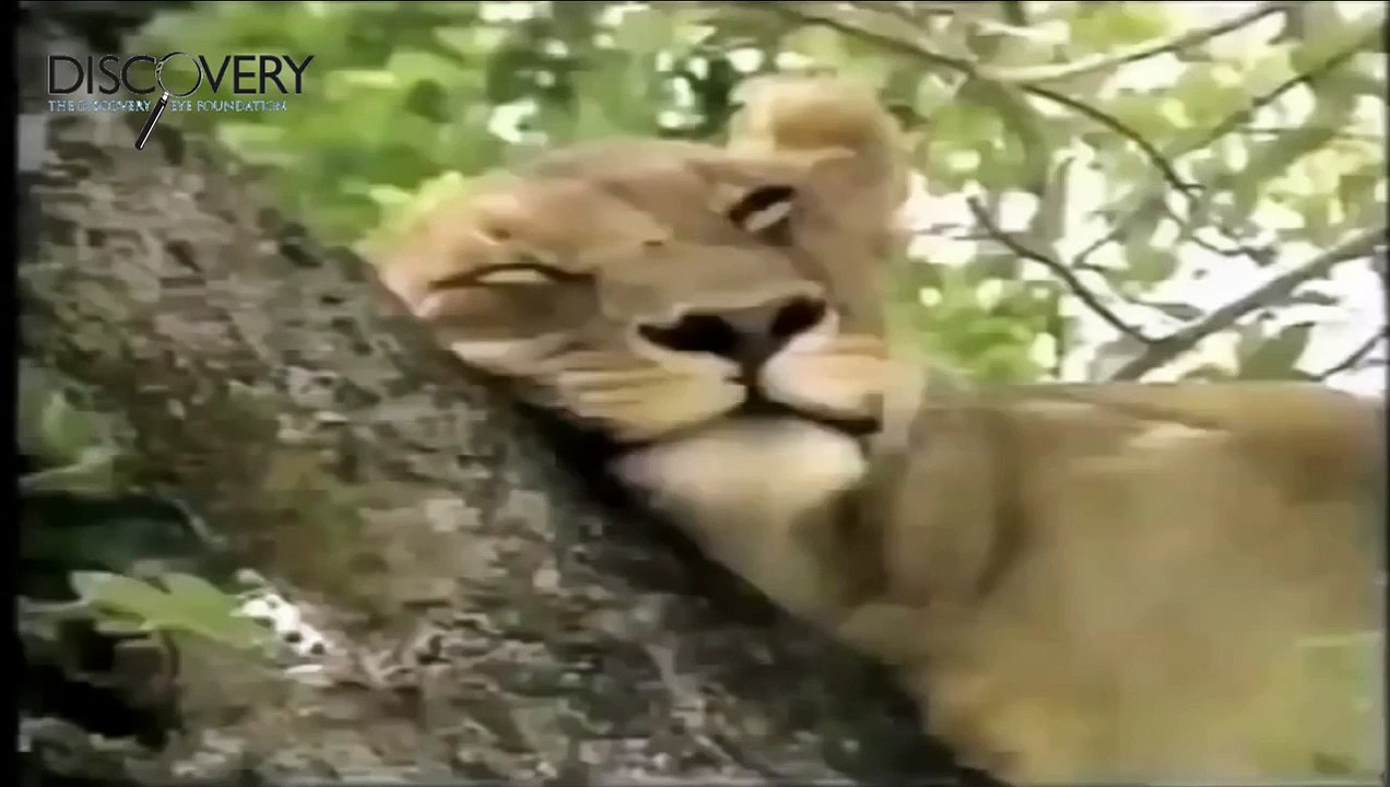 National Geographic Documentary || 4 Male Lions Kill And Eat a Male Buffalo || Lions Docum