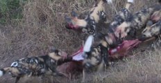 Epic Battle at Kruger - Wild Dogs vs Hyenas ! Kruger National Park