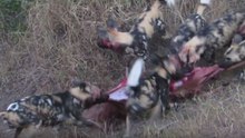 Epic Battle at Kruger - Wild Dogs vs Hyenas ! Kruger National Park
