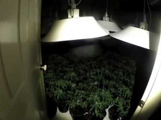 PRANGOSEN SHQIPTARET MBOLLEN MIJERA RRENJE KANABIS NE NJE PUB NE UELLS TE ANGLISE LAJM