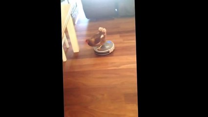 James the chicken enjoying a vacuum ride chicken