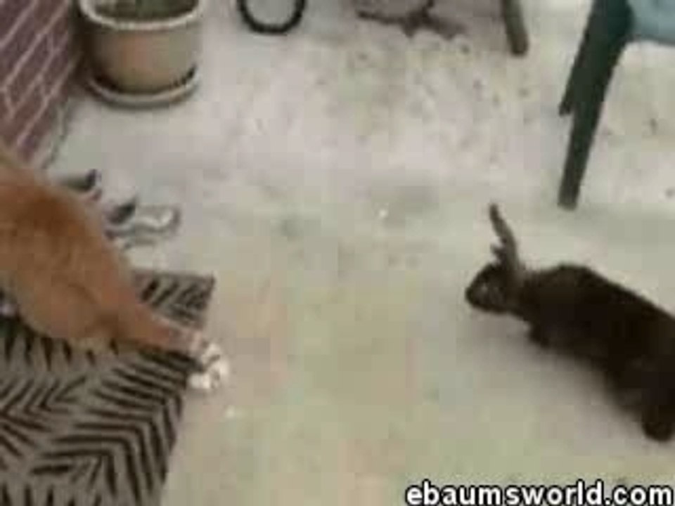 HereKittyKitty