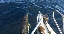 Rencontre avec des dauphins, un phoque puis une baleine