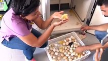 Yumurtadan ördek yavrusu bakın nasıl çıkıyor ( See how the duckling hatched out )