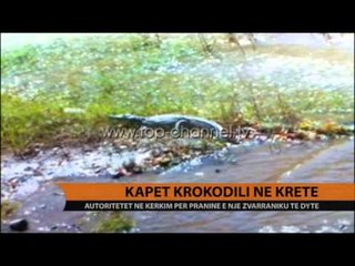 Kapet krokodili në ishullin e Kretës - Top Channel Albania - News - Lajme