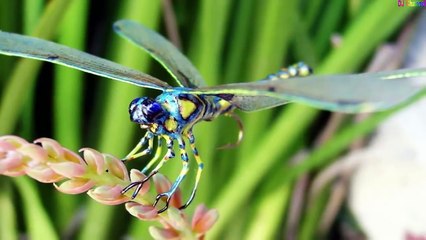 Chuồn Chuồn Cắn Rốn - Nhạc Thiếu Nhi Vui Nhộn Hay Nhất