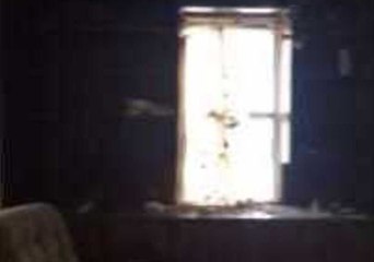 Flying Squirrel Terrifies Man