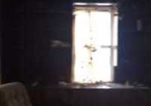 Flying Squirrel Terrifies Man