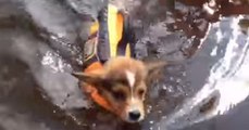 A Corgi puppy takes his first swim.