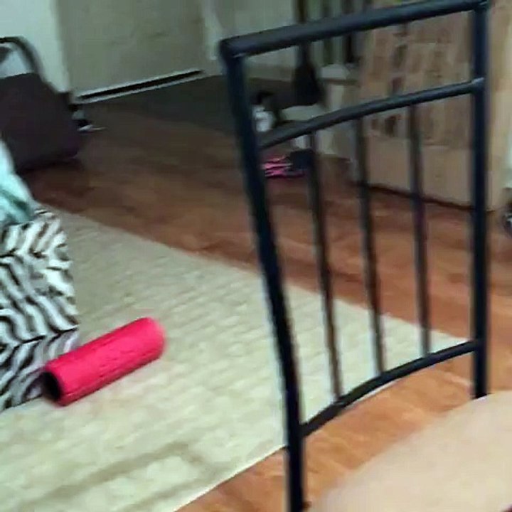 A graceful cat stalking her prey...