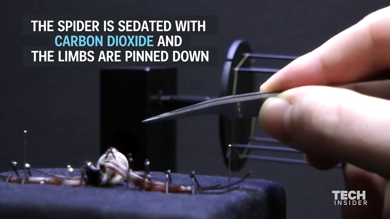 How the silk is produced from Spiders!! A must watch video!