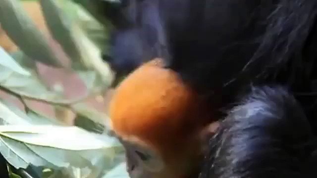 Naissance d'un petit singe roux très rare en Australie