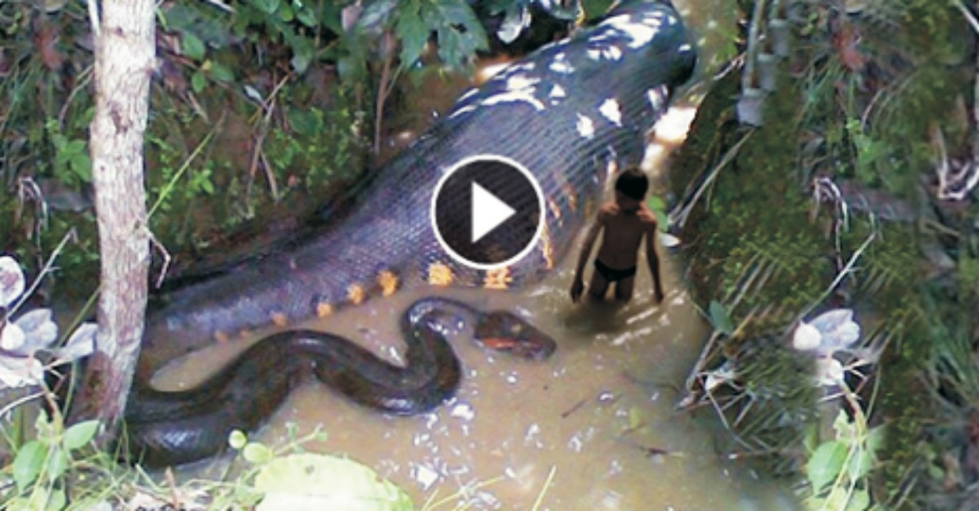 اس بچے نے بڑی غلطی کی سوئے ہوئے اژدھے کو جگا کر، ویڈیو دیکھیں