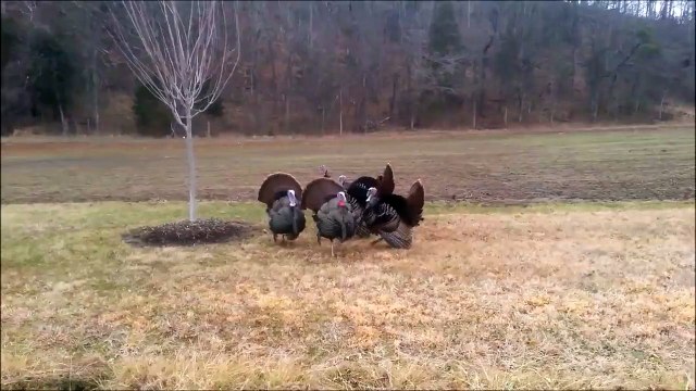 Flock Of Turkeys Have Conversation With a Car