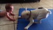 Excited dog meets cute baby... So funny moment!