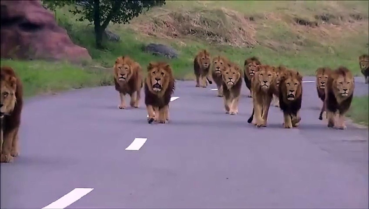 Great lions