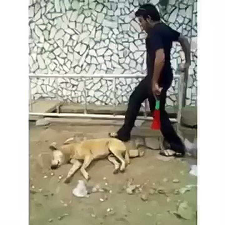 sleepy dog prank