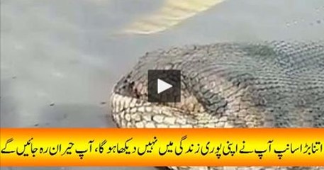 World's Largest Snake You Have Ever Seen