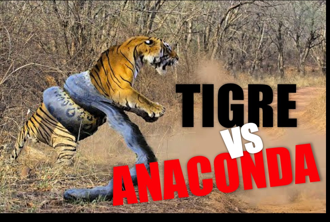 ANACONDA GEANT attaque TIGRE!! Qui va gagner??