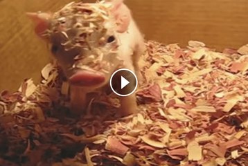 Adorable Piglet Wakes Up From Nap