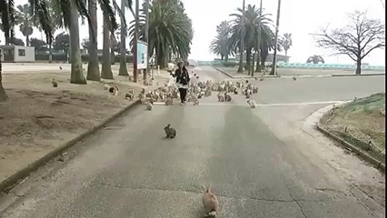OMG a stampede of cuteness !!!!!