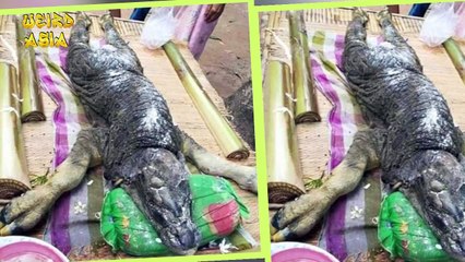 CROCODILE-BUFFALO HYBRID Born in Thailand | Weird Asia