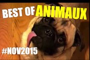 MEILLEURE Compilation D'ANIMAUX DROLES - Novembre 2015