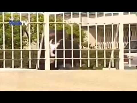 POLICIA GREKE ARRESTON NE ATHINE NJE NGA TERRORISTET ME TE KERKUAR NE VEND LAJM