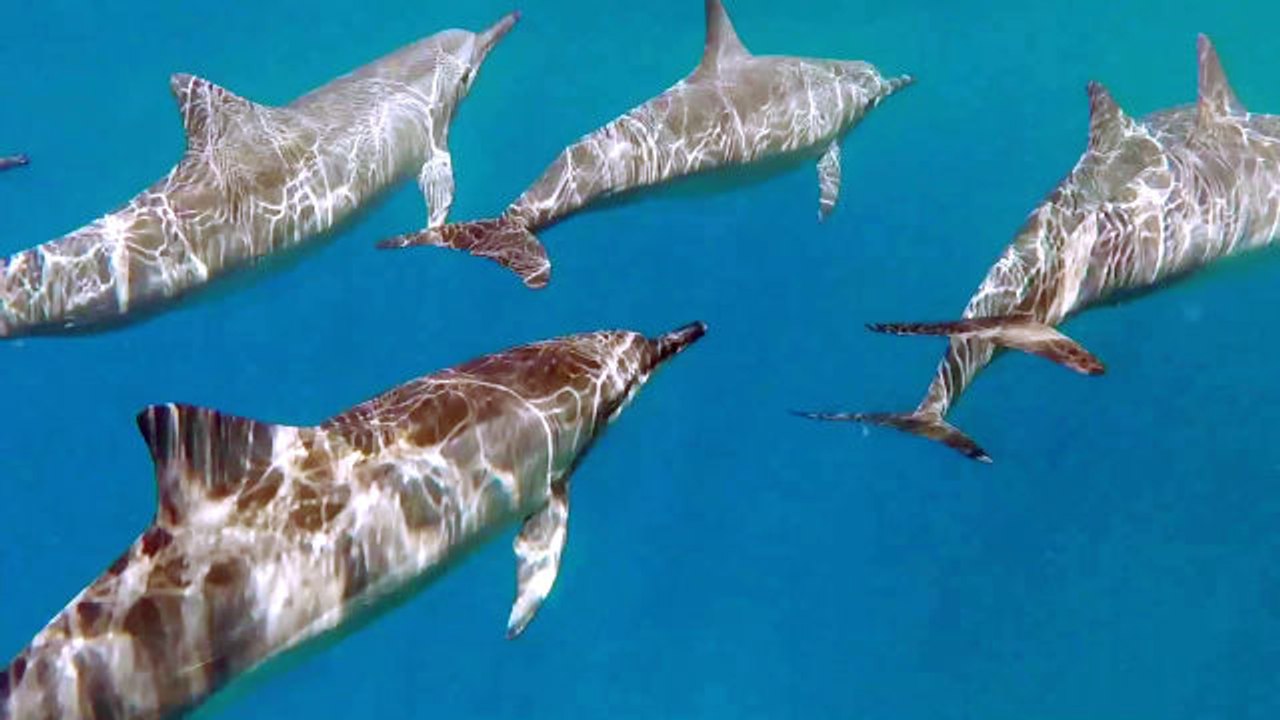 CNT Shorties - Winner: Around the World in 30 Seconds