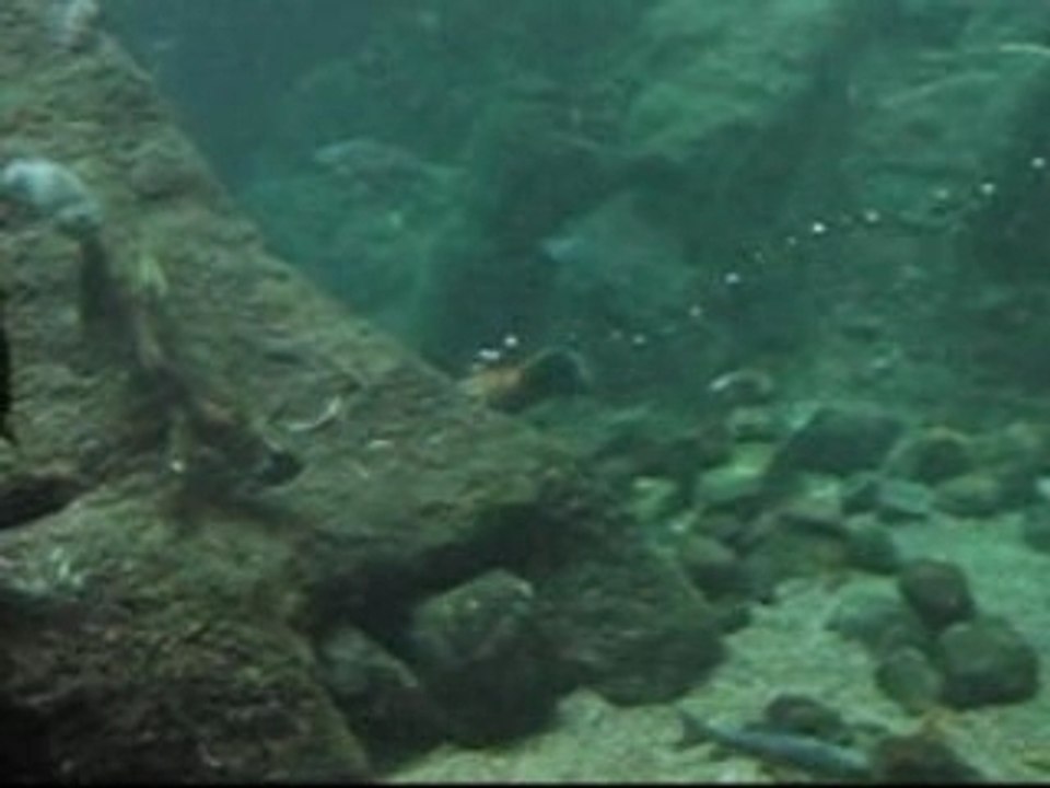 Swimmingcastor