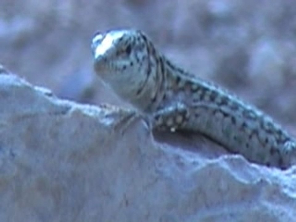 lézard en 4 lettres