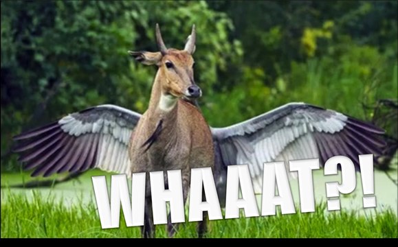 TOP 100 illusions optique