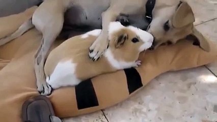 Ce chien baisote agréablement ce cochon d'inde