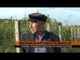 Breshëri shkatërron të mbjellat - Top Channel Albania - News - Lajme