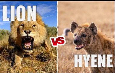 Incroyables combats entre LIONS et HYENES - 2015