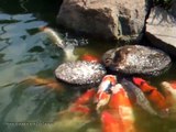 Duck feeds the fish