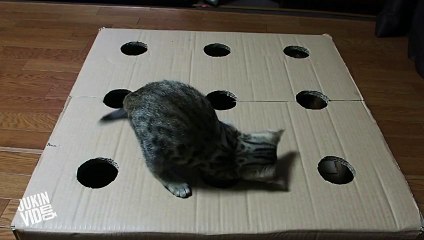 Whack-a-Cat - Kittens Play With DIY Toy