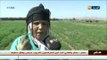 الشلف: الحاجة حليمة و رفيقاتها..مثال عن المرأة الريفية الفلاحة المكافحة